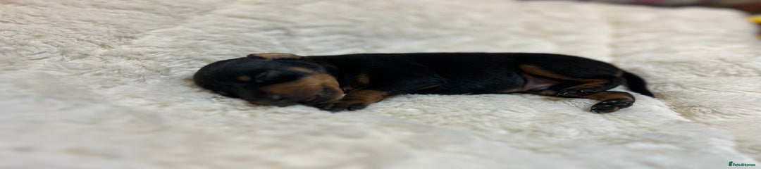 Miniature Pinscher Puppy 2