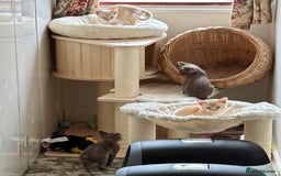 Burmese cats for sale: A fantastic litter of 7 Burmese babies  - Image 4
