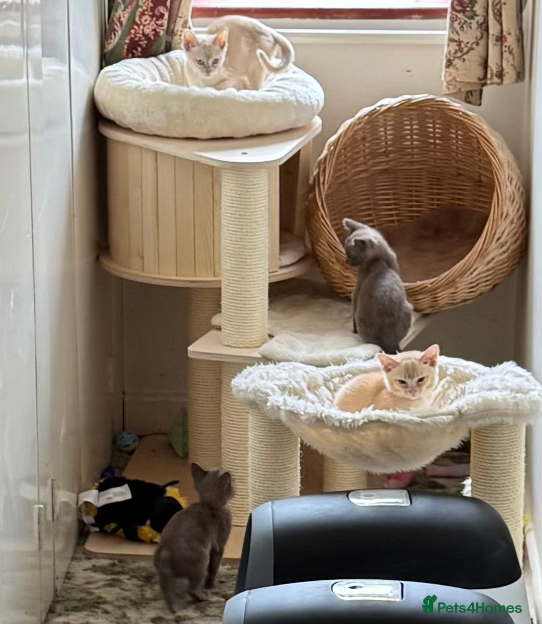 Burmese cats for sale: A fantastic litter of 7 Burmese babies  - Image 4