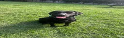 Springador dogs for sale: Beautiful springador  - Advert 1