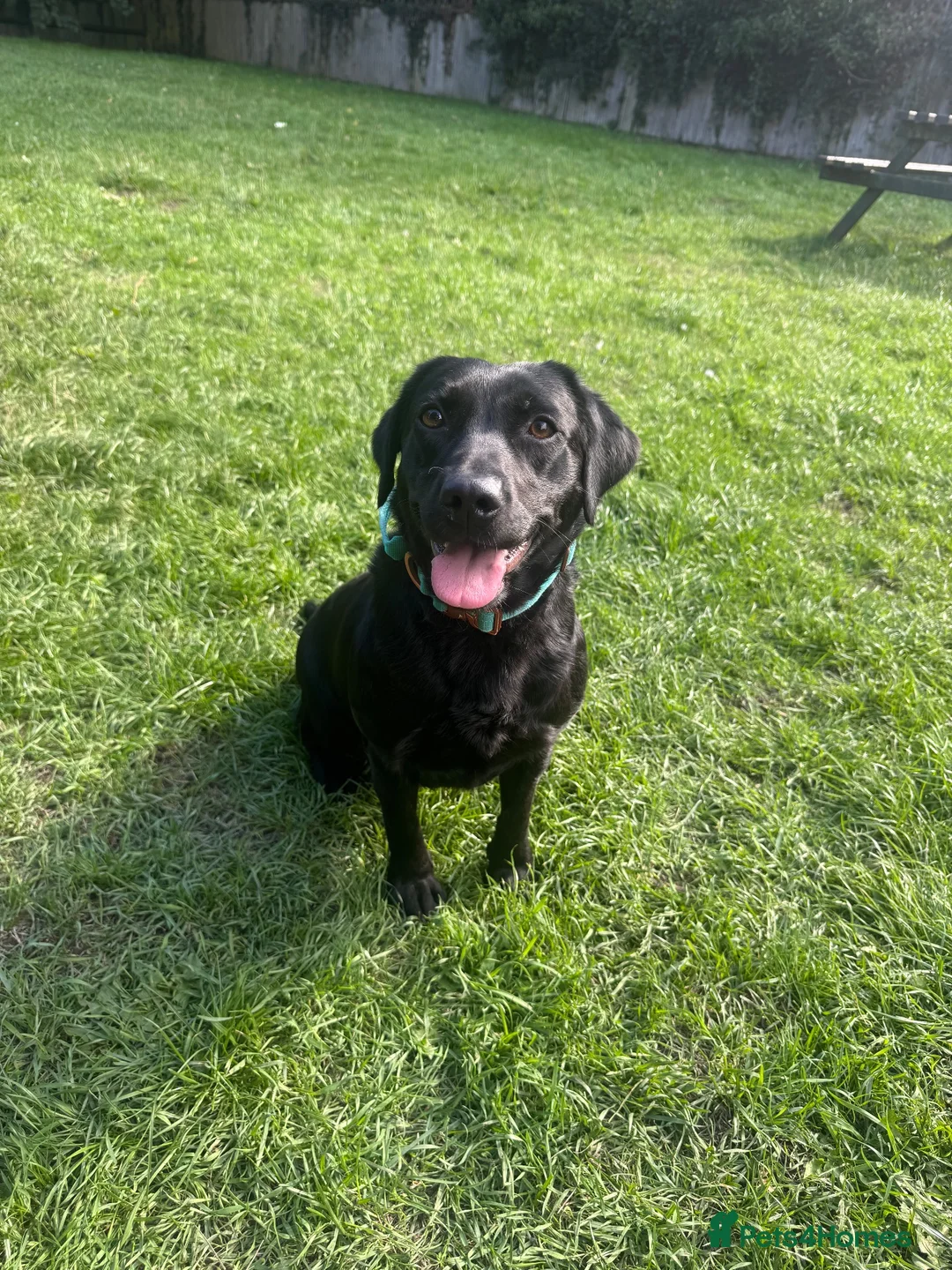 Springador dogs for sale: Beautiful springador  - Advert 1