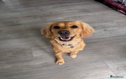Mixed Breed dogs for sale: Molly 18 Month Old Cocker SpanielxGolden Retriever - Image 1