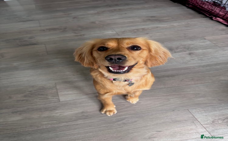 Mixed Breed dogs - Advert 1