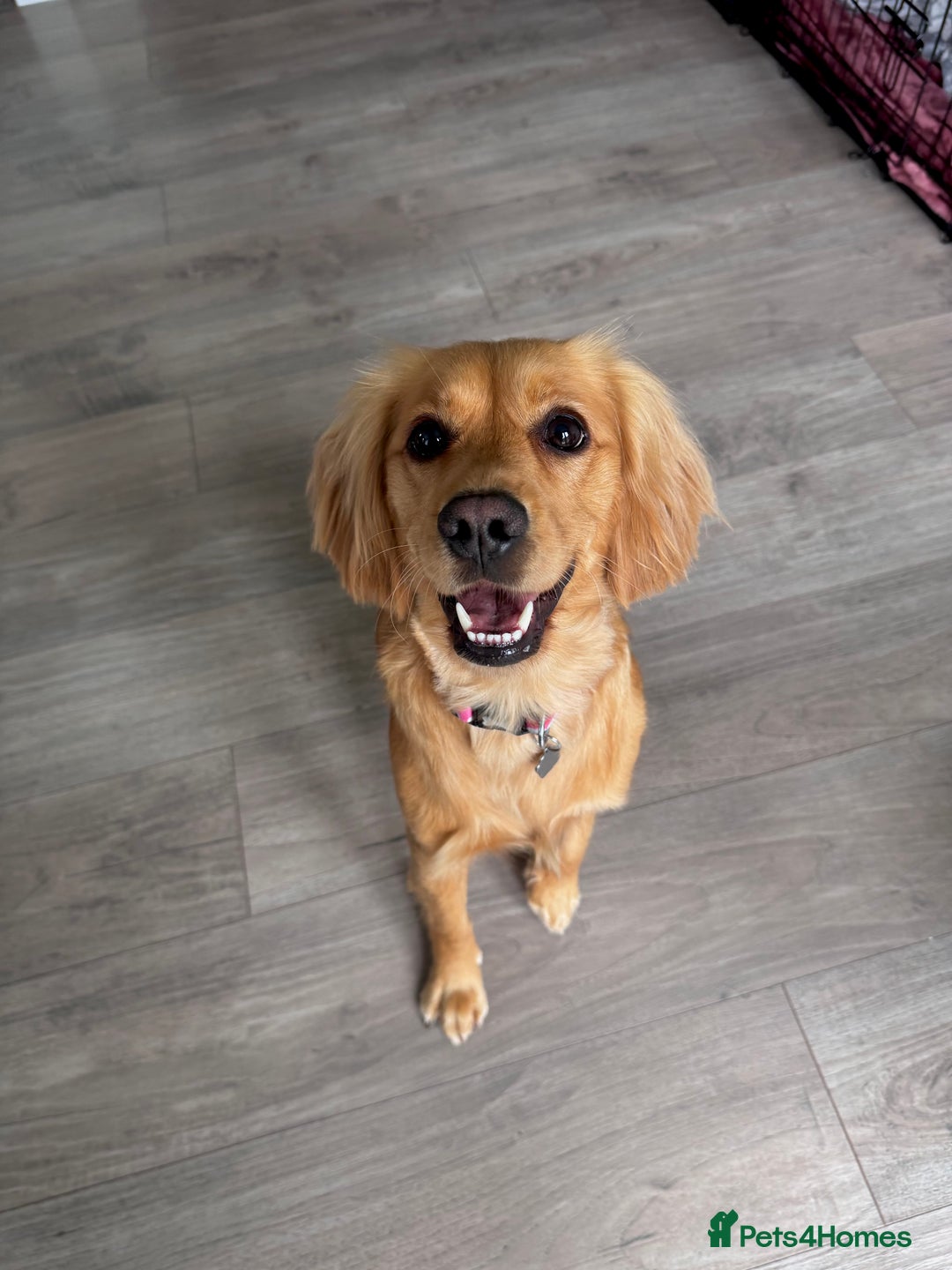 Mixed Breed dogs for sale: Molly 18 Month Old Cocker SpanielxGolden Retriever - Image 1