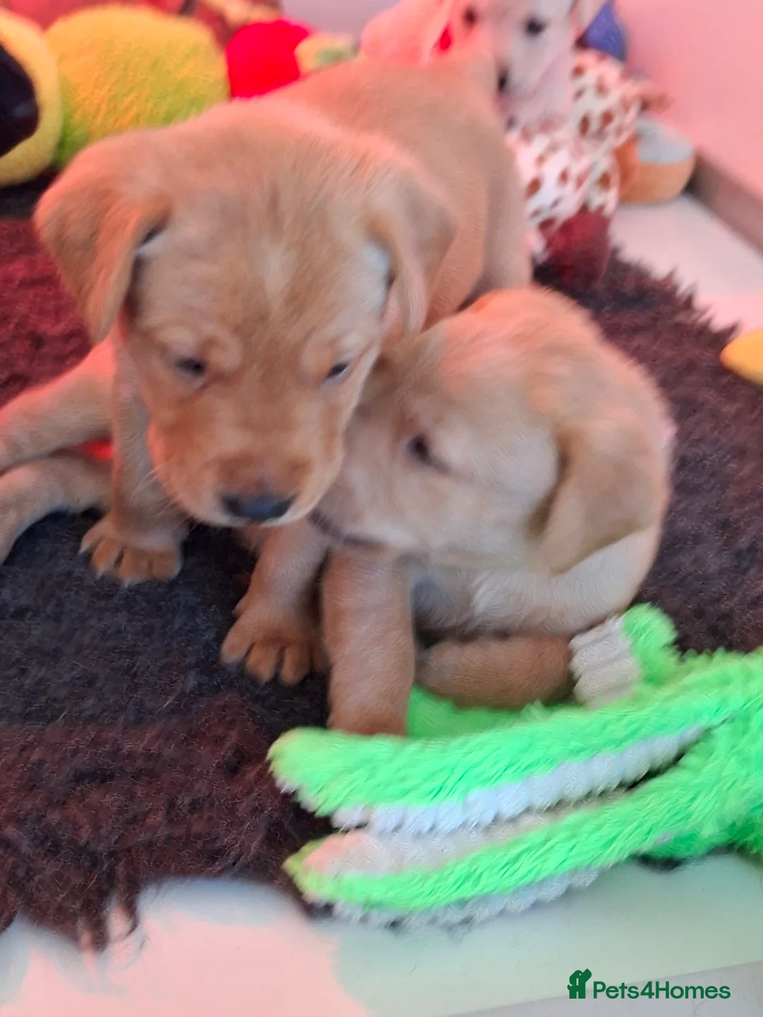 Labrador Retriever dogs for sale: Labrador Retriever litter - Advert 17