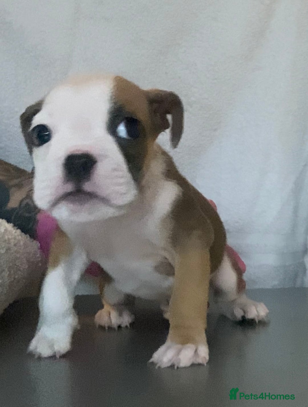 English Bulldog dogs for sale: KC registered English Bulldog Puppies  - Image 16