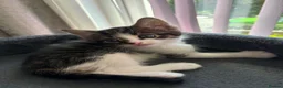 Mixed Breed cats for sale: 3 beautiful kittens ready to leave next week - Advert 5