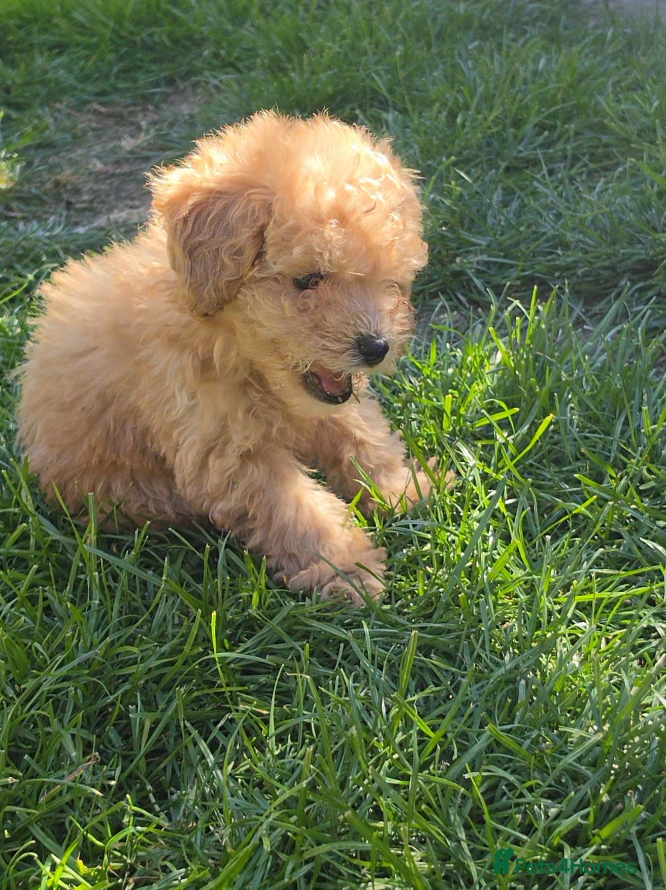 Poochon dogs for sale: Boys 850 , Girls 1050  - Advert 14