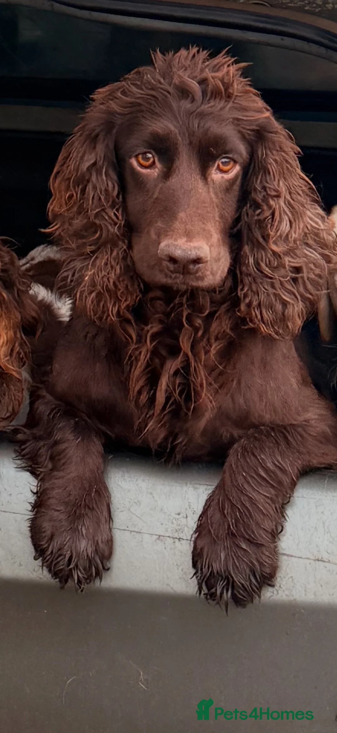 Sprocker dogs for sale: Beautiful Sprocker Spaniel Puppies  - Advert 2