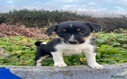Mixed Breed dogs for sale: Border Jack Puppies (Border Collie X Jack Russel) - Image 12