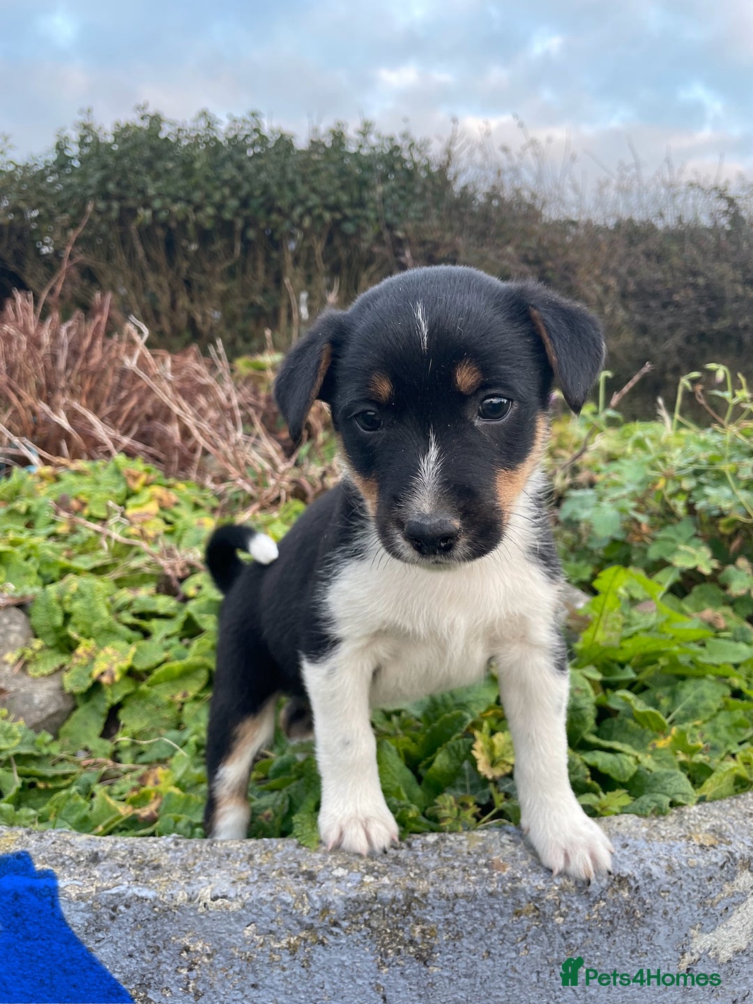 Mixed Breed dogs for sale: Border Jack Puppies (Border Collie X Jack Russel) - Image 12