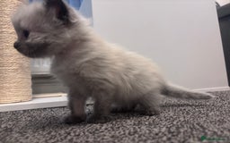 Ragdoll cats for sale: One gorgeous pedigree Ragdoll kitten available  - Image 6