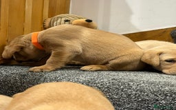 Labrador Retriever dogs for sale: Early Autumn Labrador Puppies - Image 16