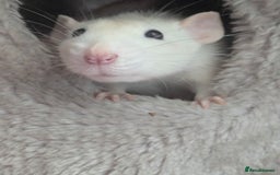 Rat rodents for sale: 1 year old female rat looking for friends - Advert 1