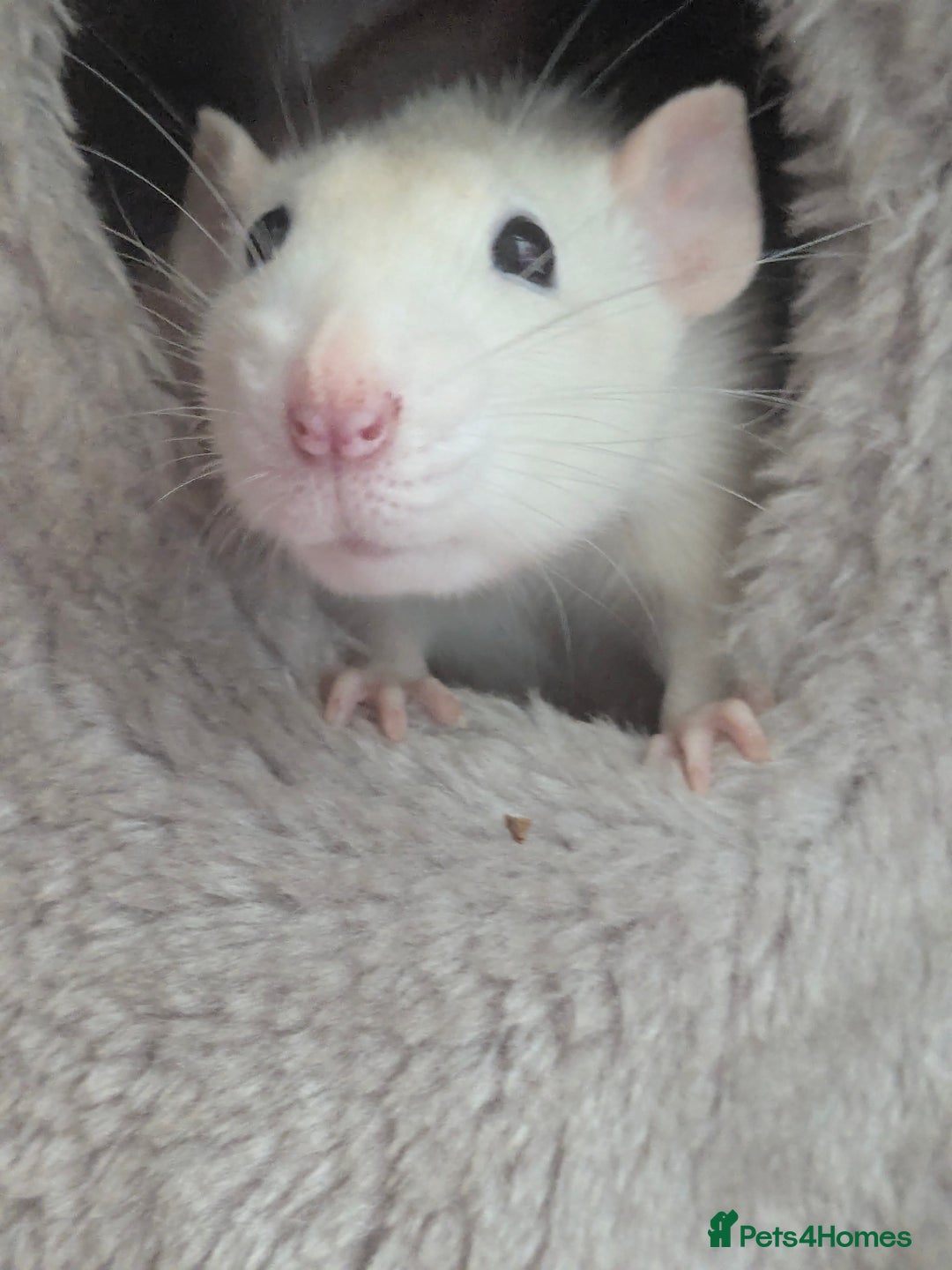 Rat rodents for sale: 1 year old female rat looking for friends - Advert 1