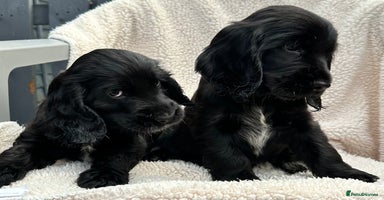 Cocker Spaniel dogs - Advert 14