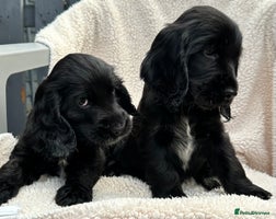 Cocker Spaniel dogs - Advert 14