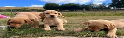 Goldador dogs for sale: Beautiful Goldador Puppies - Advert 8