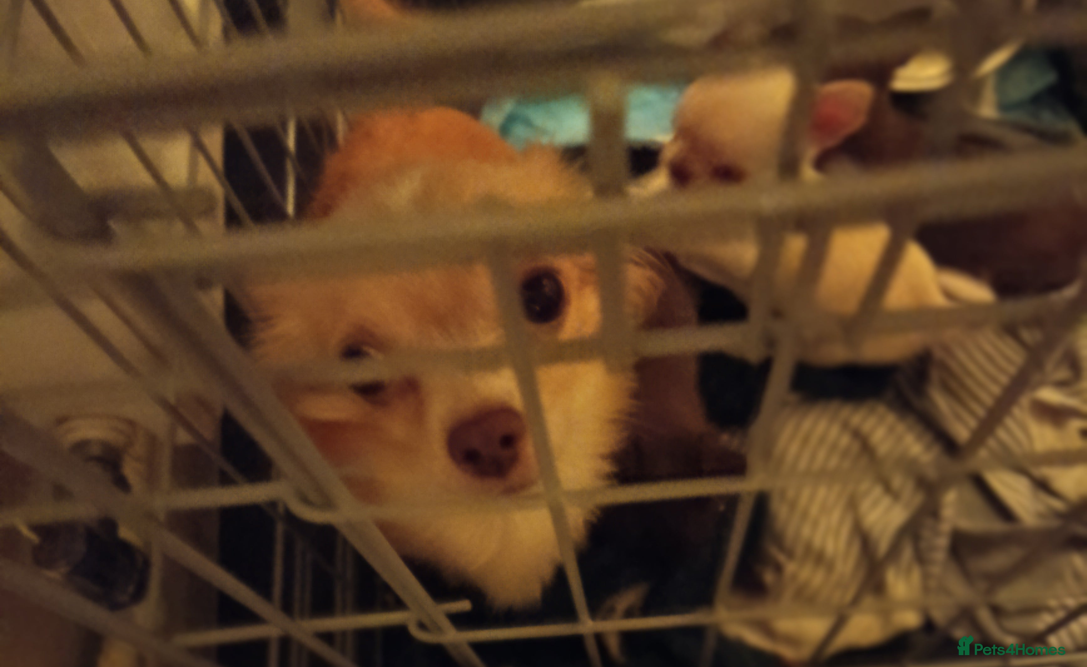 Chihuahua dogs 1 boys 3 girl pedigree chihuahua - Advert 1