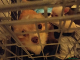 Chihuahua dogs 1 boys 3 girl pedigree chihuahua - Advert 14