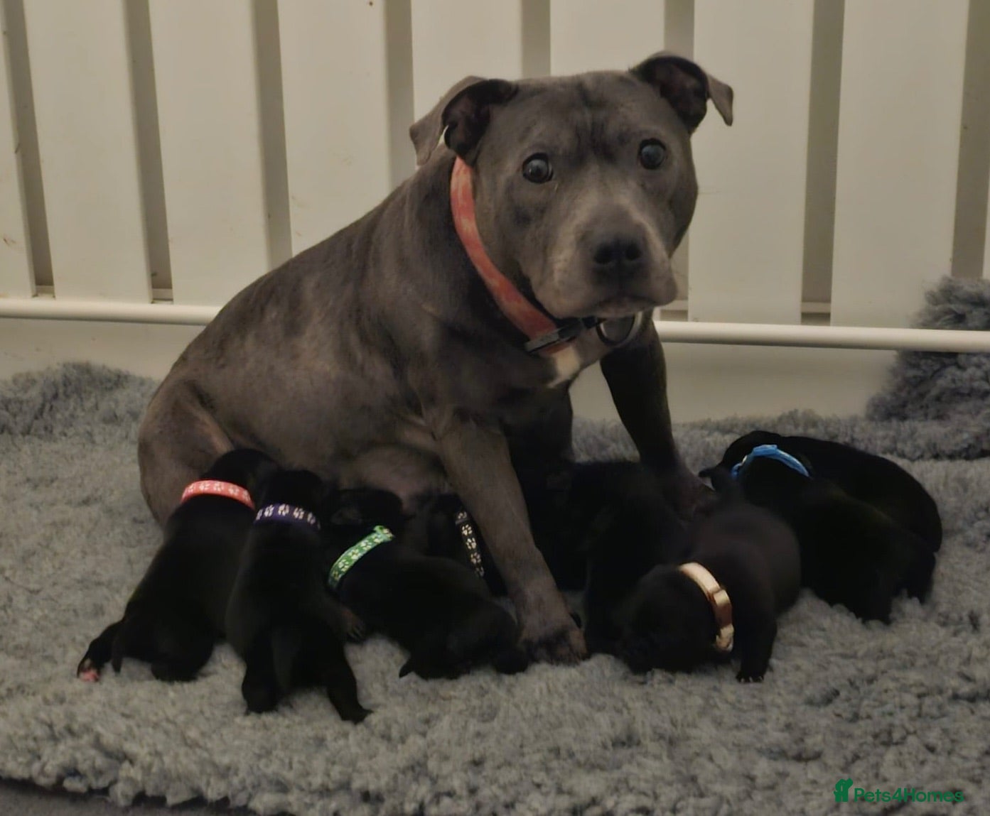 Staffordshire Bull Terrier dogs KC Staffordshire bull terrier pups for sale  - Advert 1