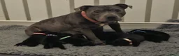 Staffordshire Bull Terrier dogs for sale: KC Staffordshire bull terrier pups for sale  - Advert 1