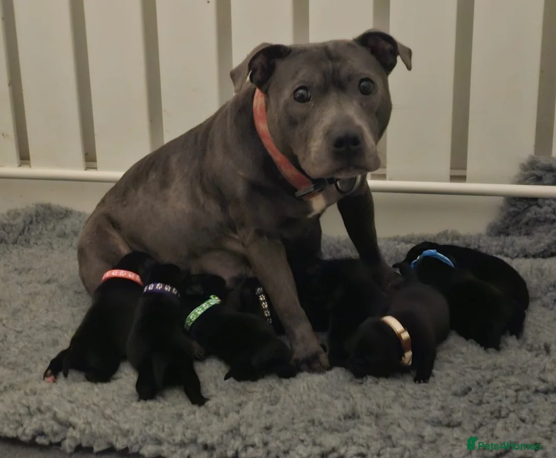 Staffordshire Bull Terrier dogs for sale: KC Staffordshire bull terrier pups for sale  - Advert 1