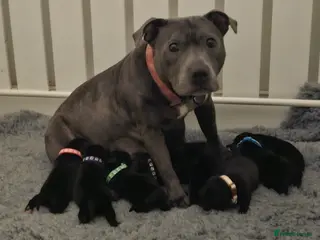 Staffordshire Bull Terrier dogs KC Staffordshire bull terrier pups for sale - Advert 2