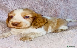 Cocker Spaniel dogs for sale: Cocker Spaniel Pups  - Image 7