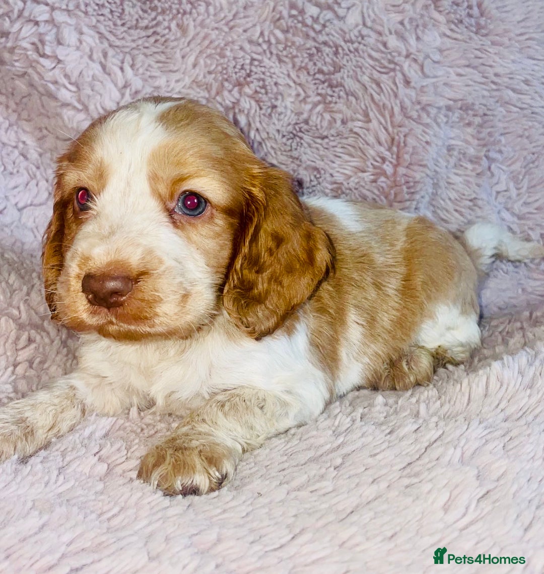 Cocker Spaniel dogs for sale: Cocker Spaniel Pups  - Image 7
