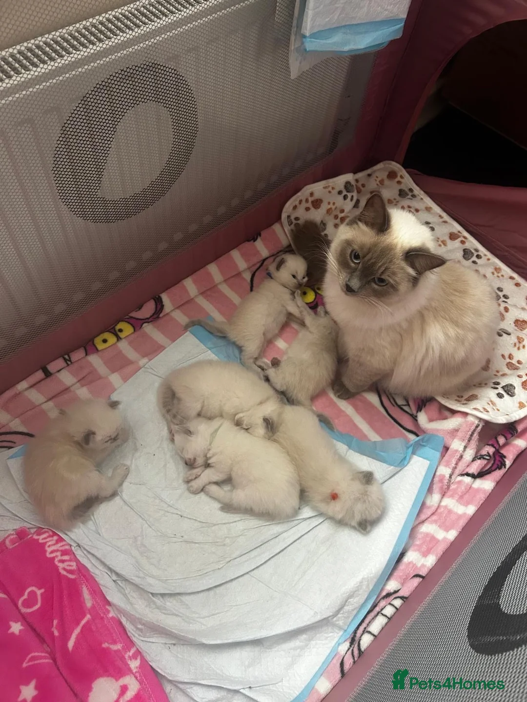Ragdoll cats for sale: Adorable treasures  - Advert 1