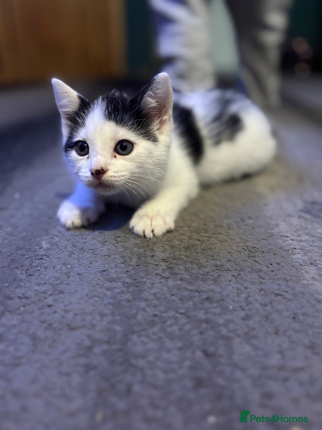 Mixed Breed cats for sale: Two kittens available for new homes  - Image 3