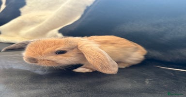 English Lop rabbits - Advert 11