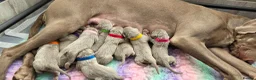 Weimaraner dogs for sale: Silver weimeraner puppies  - Advert 18