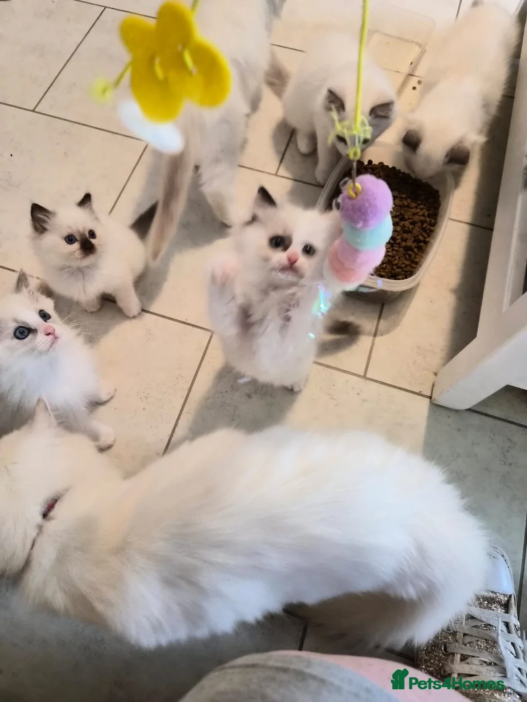 Ragdoll cats for sale: Blue Tortie Lynx kittens pure ragdolls - Advert 24