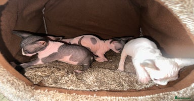 Sphynx cats - Advert 8