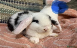 Mini Lop rabbits for sale: 8 beautiful friendly baby mini lops  - Image 24