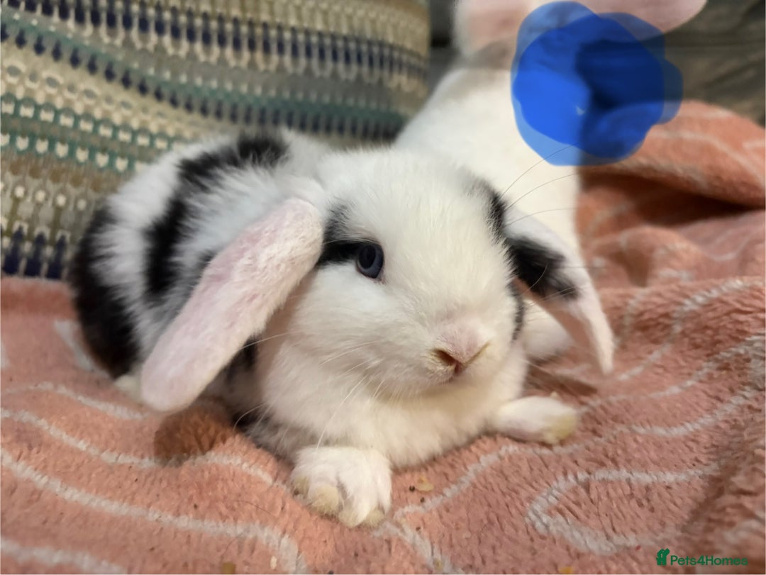Mini Lop rabbits for sale: 8 beautiful friendly baby mini lops  - Image 24