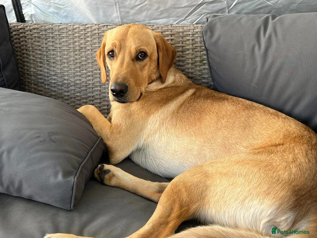 Labrador Retriever dogs for stud: PROVEN, KC REG,HEALTH TESTED LABRADOR FOR STUD in Havant - Advert 25