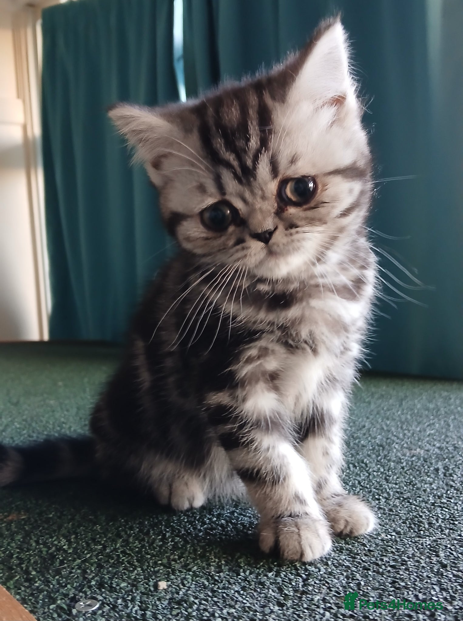British Shorthair cats Bsh. Silver Classic Tabby.  - Advert 3