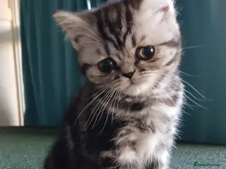 British Shorthair cats Bsh. Silver Classic Tabby. - Advert 3
