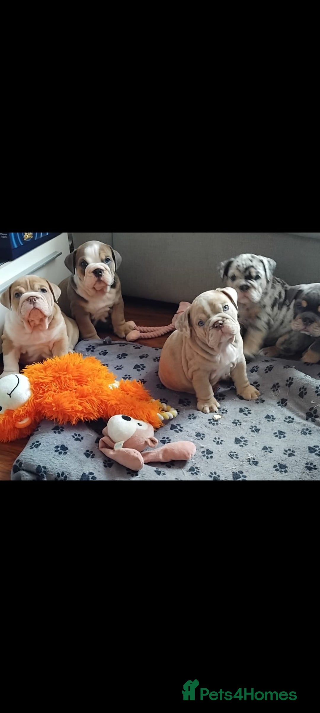 English Bulldog dogs for sale: Beautiful English Bulldog Puppies - Image 14