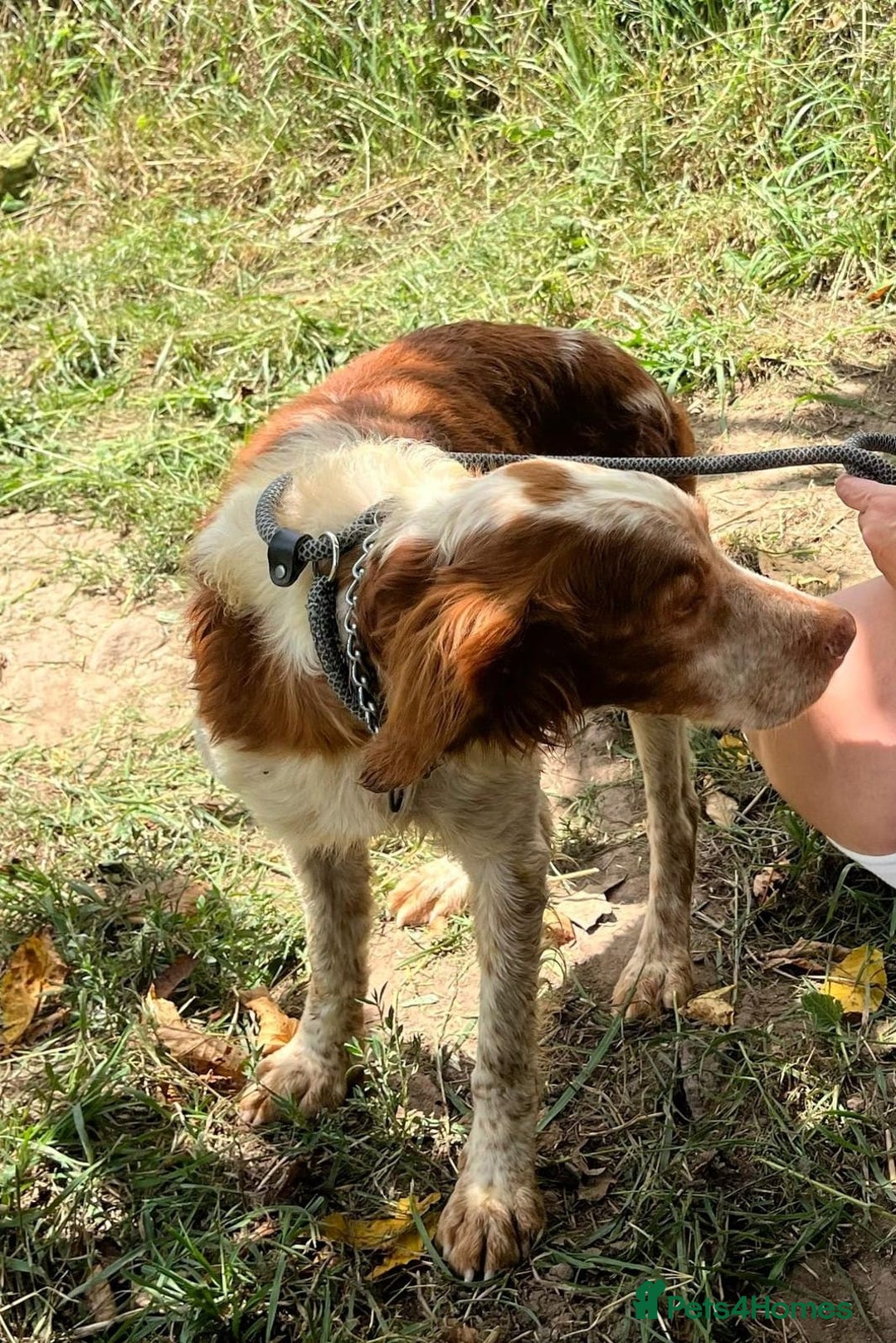 Brittany Spaniel dogs for adoption: Wilfred, a gorgeous Brittany - Image 8