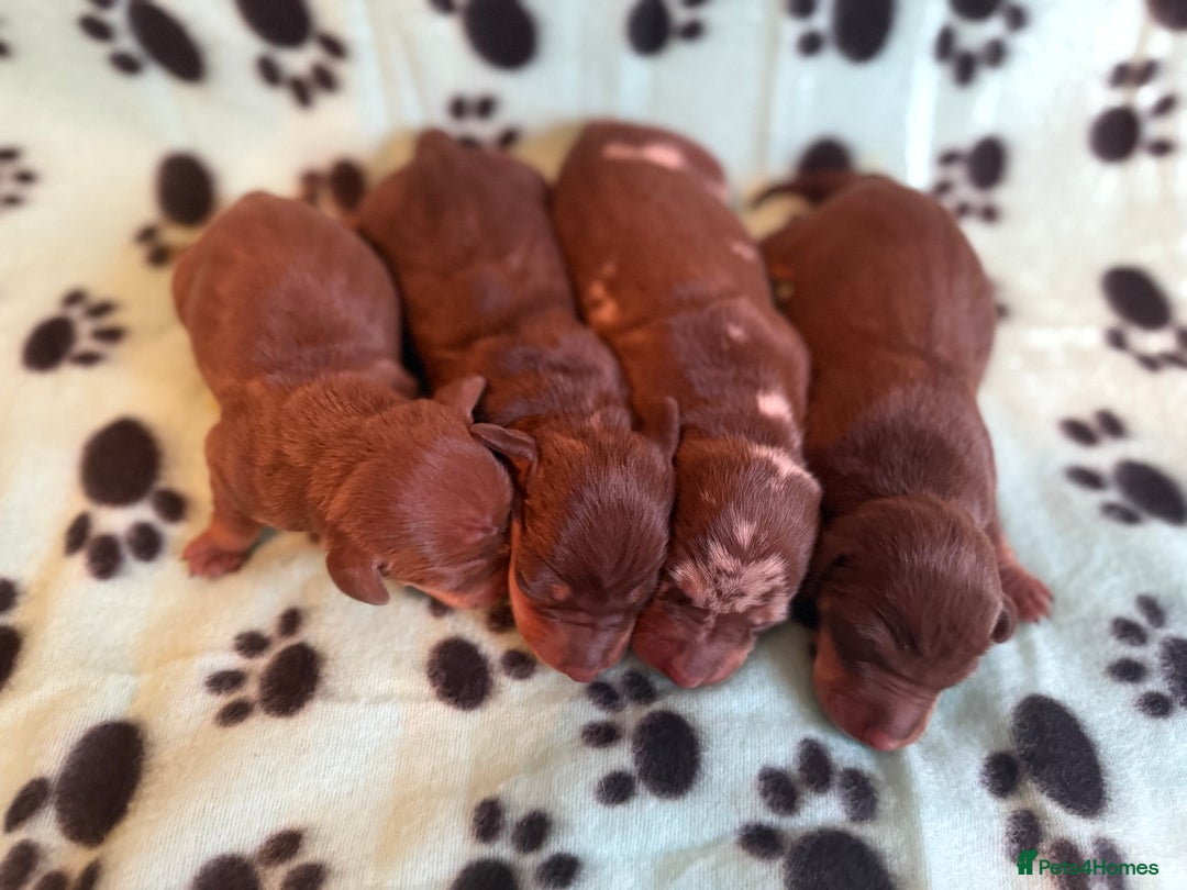 Miniature Dachshund dogs for sale: Kennel Club Mini Dachshunds  - Advert 4
