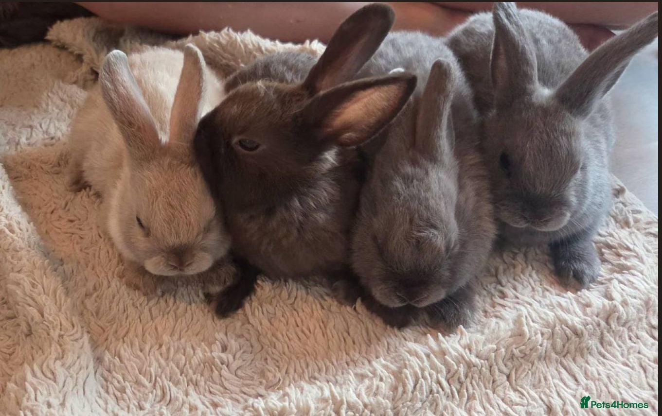 Mixed Breed rabbits Bunnies - Advert 6