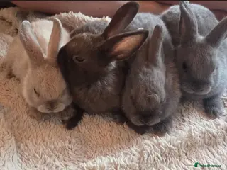 Mixed Breed rabbits Bunnies - Advert 2