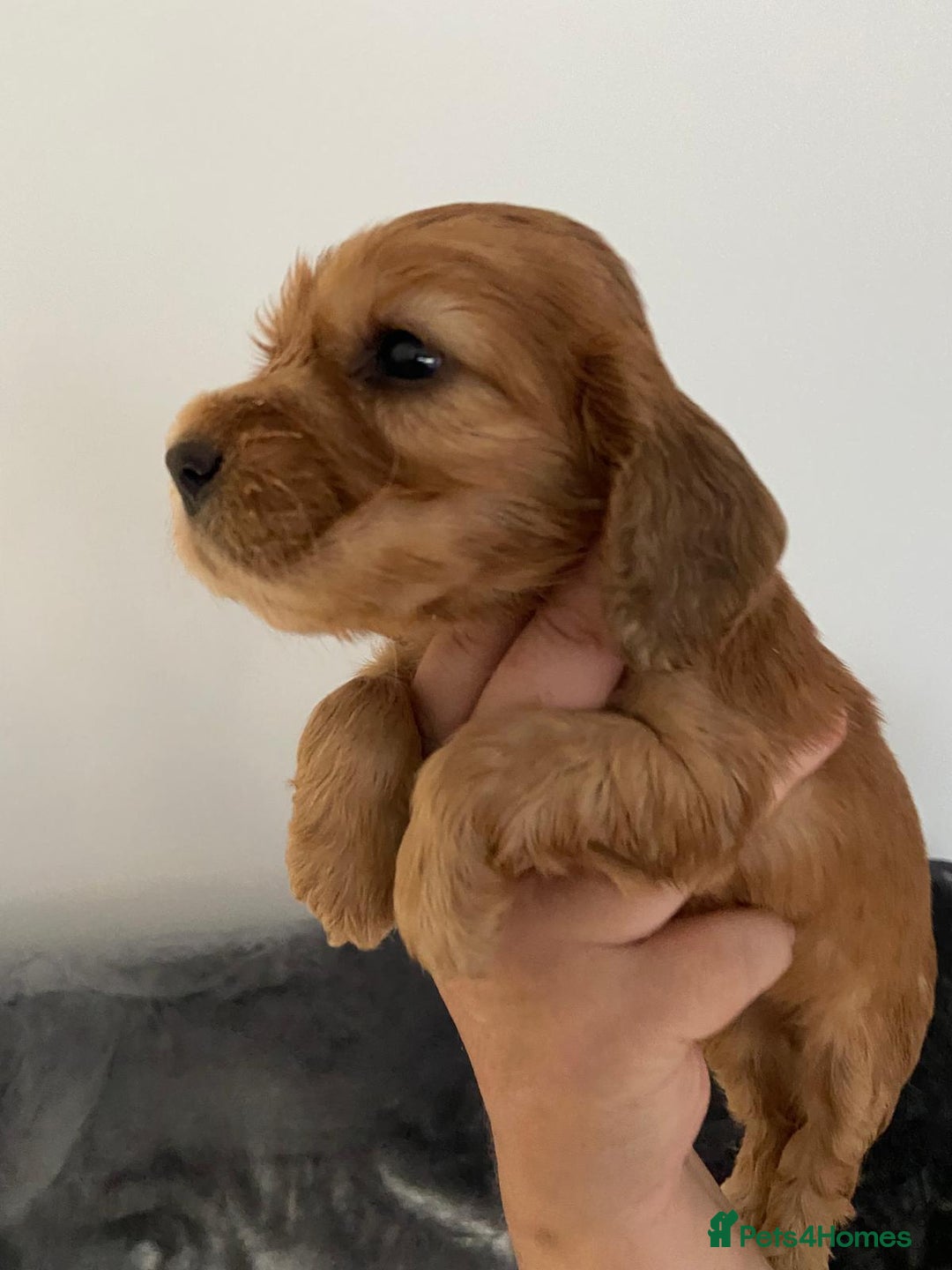 Cocker Spaniel dogs for sale: English Show Cocker Spaniels - Image 3