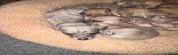 Whippet dogs for sale: Exceptional litter of KC registered whippets - Advert 20
