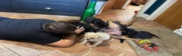 Rottweiler dogs for sale: Nicest home trained rottie pups in Wallasey - Advert 10