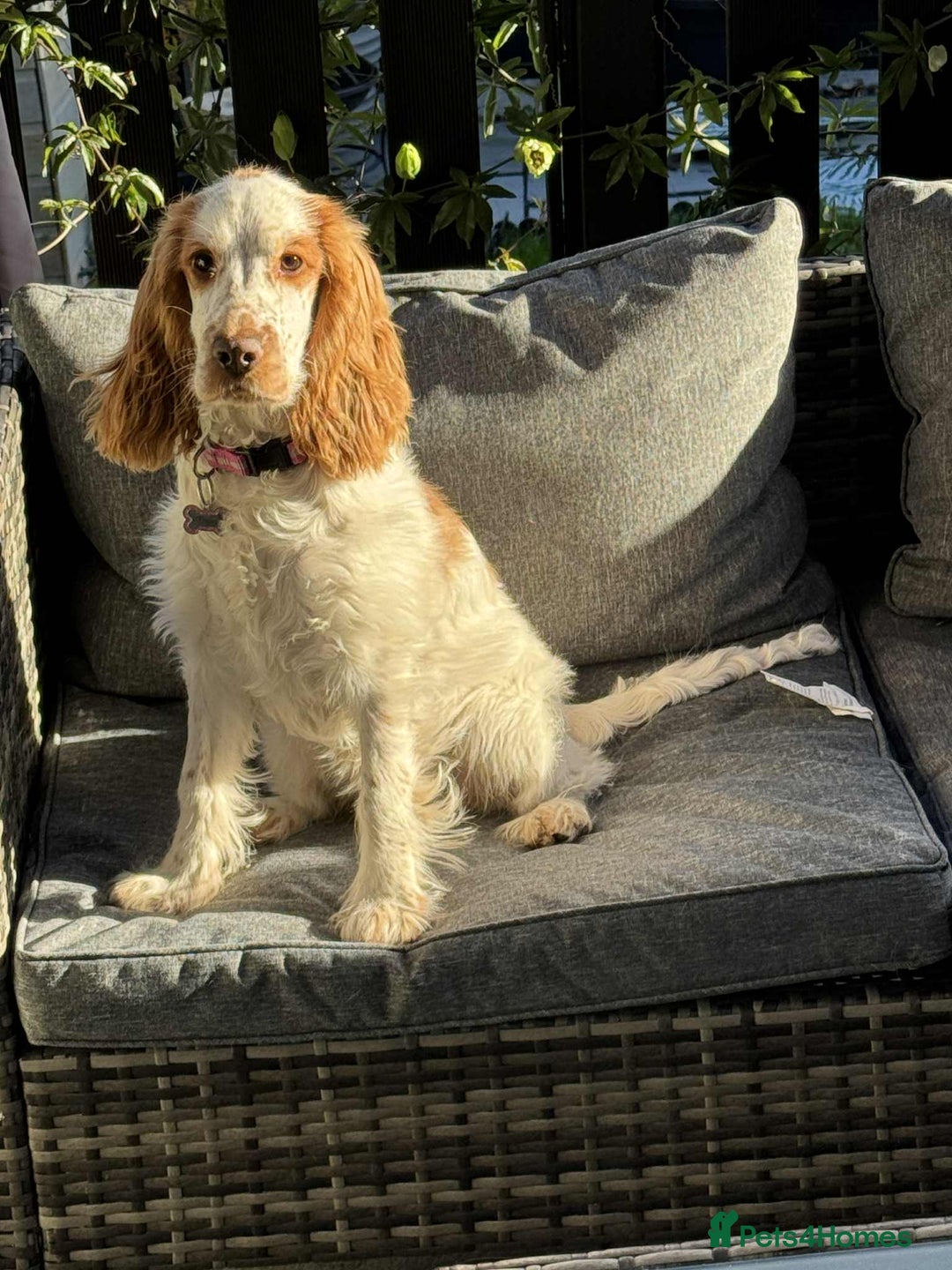 Cocker Spaniel dogs for sale: English show cocker spaniel  - Advert 3